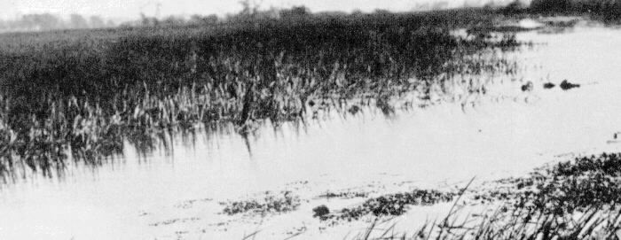 Skokie Marsh as it appeared to early settlers, from a photograph by Fred M. Tickerman [Reproduced courtesy of Chicago Historical Society]