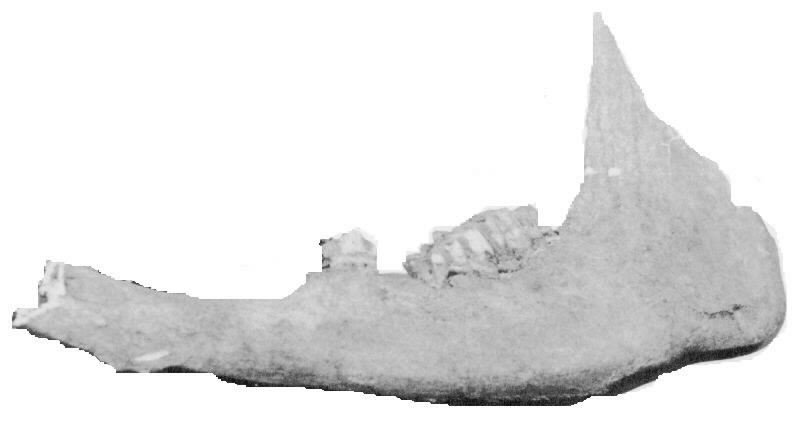 Horse's jawbone found behind 8020 Lincoln, site of a blacksmith shop in the 19th century [Reproduced courtesy of Chicago Historical Society]